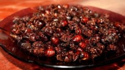 The Culona Ants, a Colombian Exotic Snack.