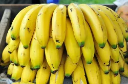 ¿Se acerca la desaparición del plátano?